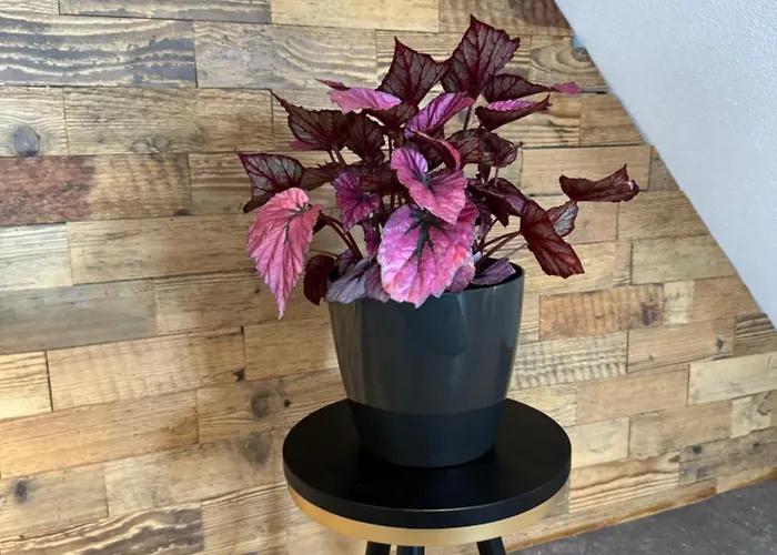 #stadtspeicher - Goldener Stern In Der Altstadt * Rothenburg ob der Tauber